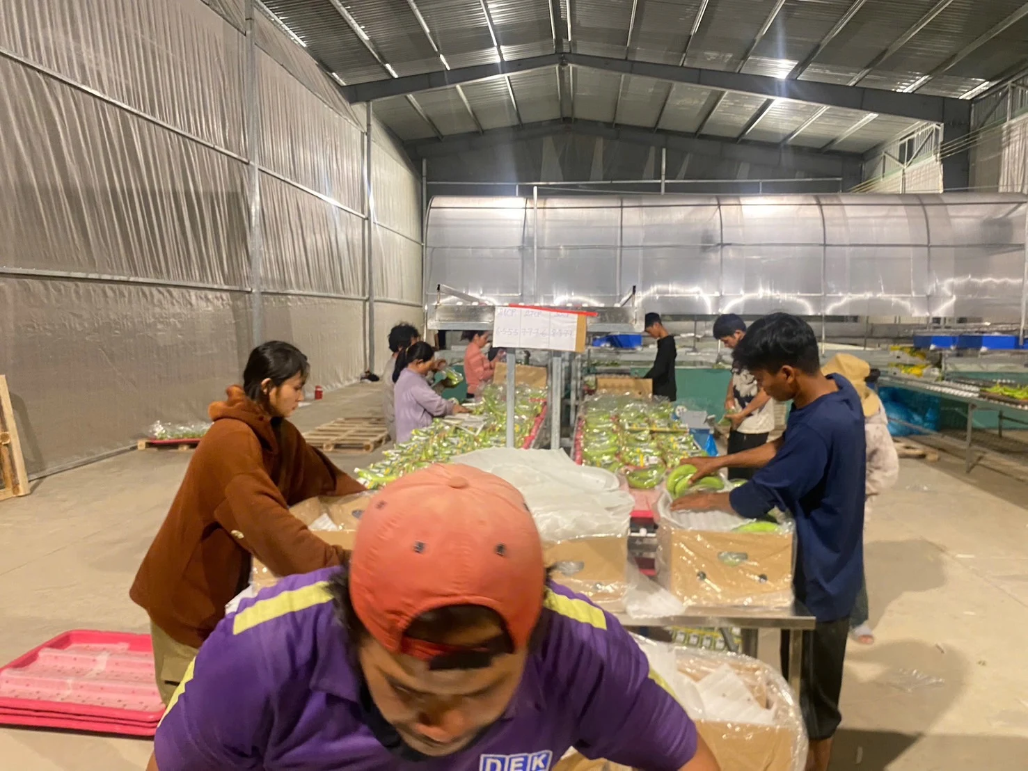 包装施設内でバナナの出荷作業に取り組むスタッフ